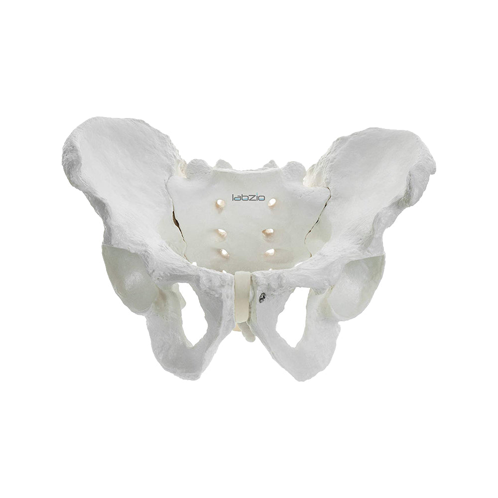 Labzio - Male Pelvis Skeleton Model, Anatomically Correct, Life Size – Ideal for Educational, Medical, and Demonstrative Purposes