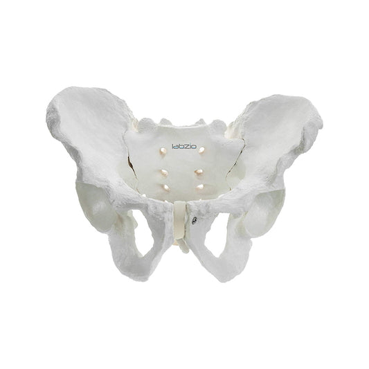 Labzio - Male Pelvis Skeleton Model, Anatomically Correct, Life Size – Ideal for Educational, Medical, and Demonstrative Purposes
