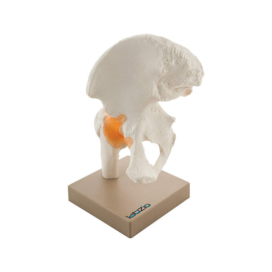 Labzio - Human Pelvis (Hip) Functional Joint Model with Flexible Ligaments – Anatomically Correct Orthopedic Model with Detailed Study Guide for Medical Students, Surgeons, and Therapists
