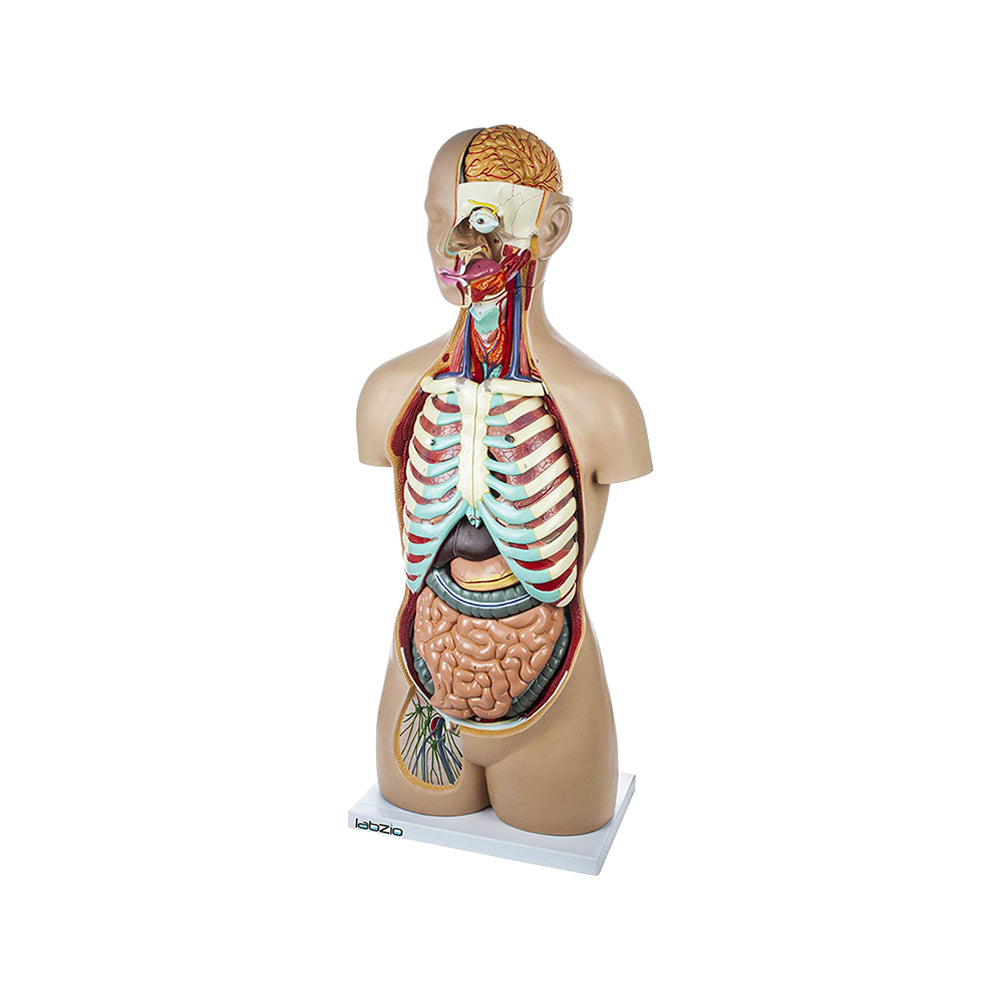 LABZIO Premium Anatomical Human Torso Model – 88cm Medical-Grade Body with Open Neck & Back, Central Nervous System, 17 Removable Parts & Key Card for Doctor Training, Biology Lab & Classroom Study