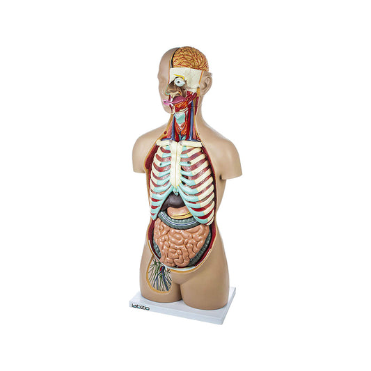 LABZIO Premium Anatomical Human Torso Model – 88cm Medical-Grade Body with Open Neck & Back, Central Nervous System, 17 Removable Parts & Key Card for Doctor Training, Biology Lab & Classroom Study