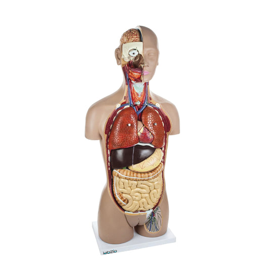 LABZIO Kid Pvc Anatomical Life Size Human Torso Model With Interchangeable Reproductive System With Open Back, Detailed Key Card And 27 Removable Parts (Red, Brown)