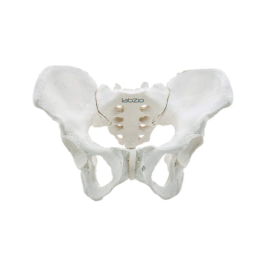 LABZIO Premium Female Pelvis Skeleton Model | Life-Size Anatomical Pelvic Bone Structure for Medical Study, Teaching, Chiropractic & Gynecology Education | Ideal for Students & Professionals