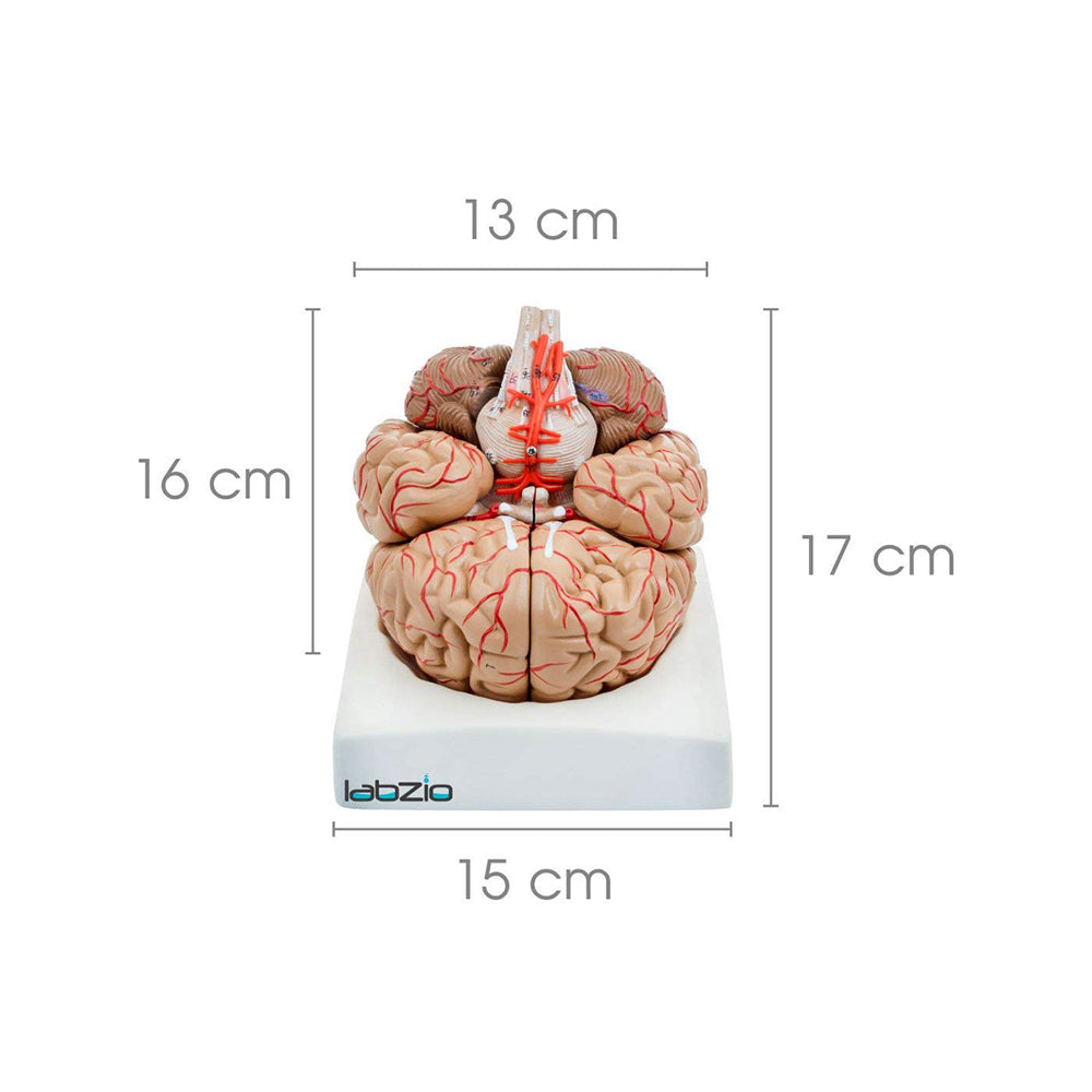 Labzio Premium Life-Size Human Brain Model with Arteries – Dissects into 8 Parts, Detailed Anatomical Educational Tool with Key Card