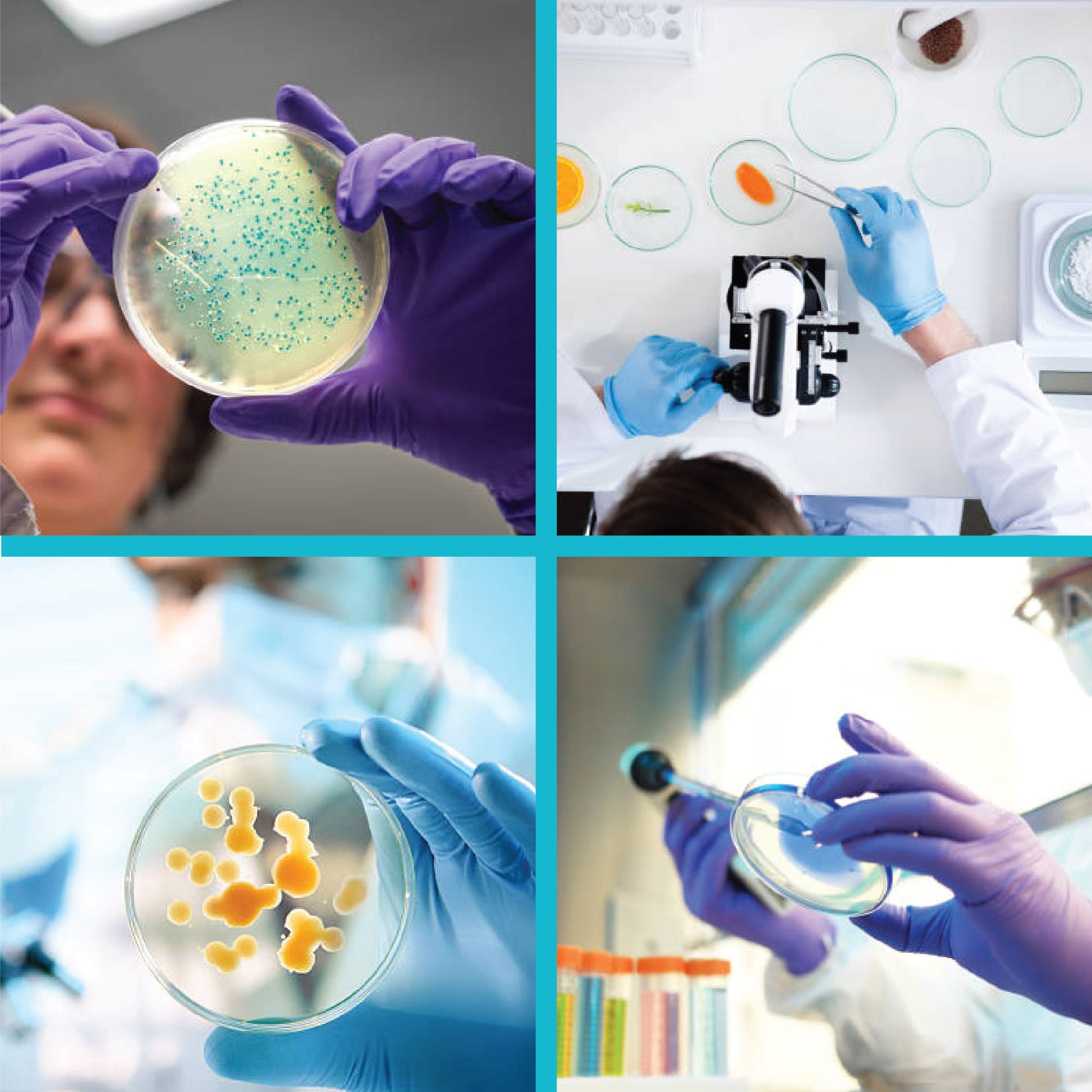 premium and high quality petri dish