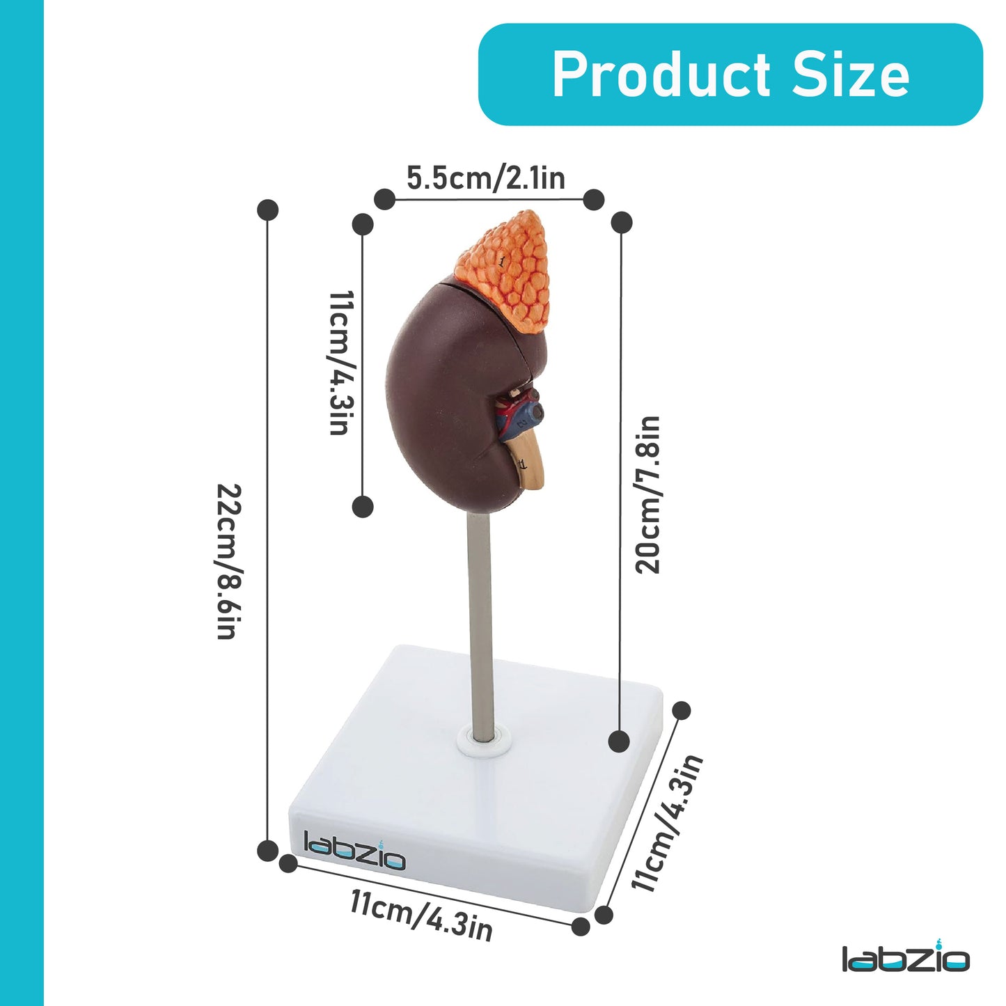 Labzio - Premium Human Kidney Model with Adrenal Gland – Dissectible Anatomical Model with Detailed Key Card for Education and Study