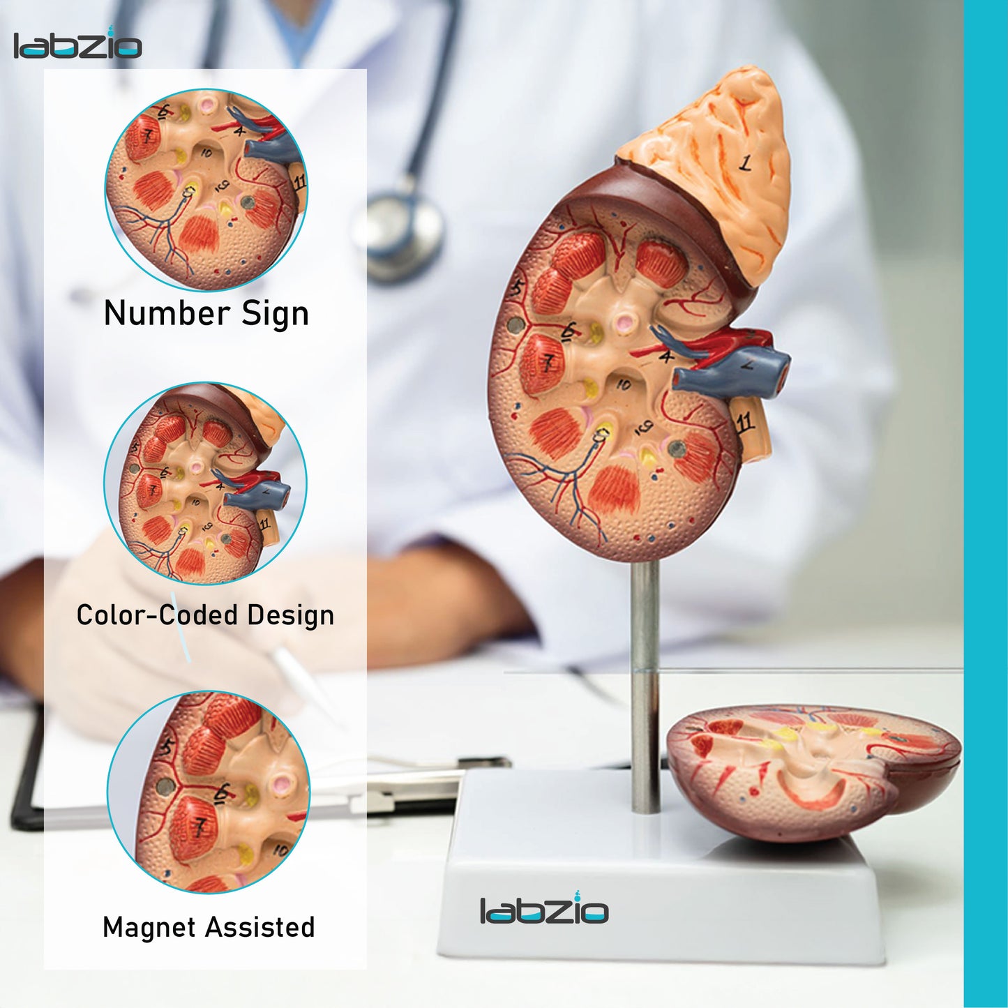 Labzio - Premium Human Kidney Model with Adrenal Gland – Dissectible Anatomical Model with Detailed Key Card for Education and Study