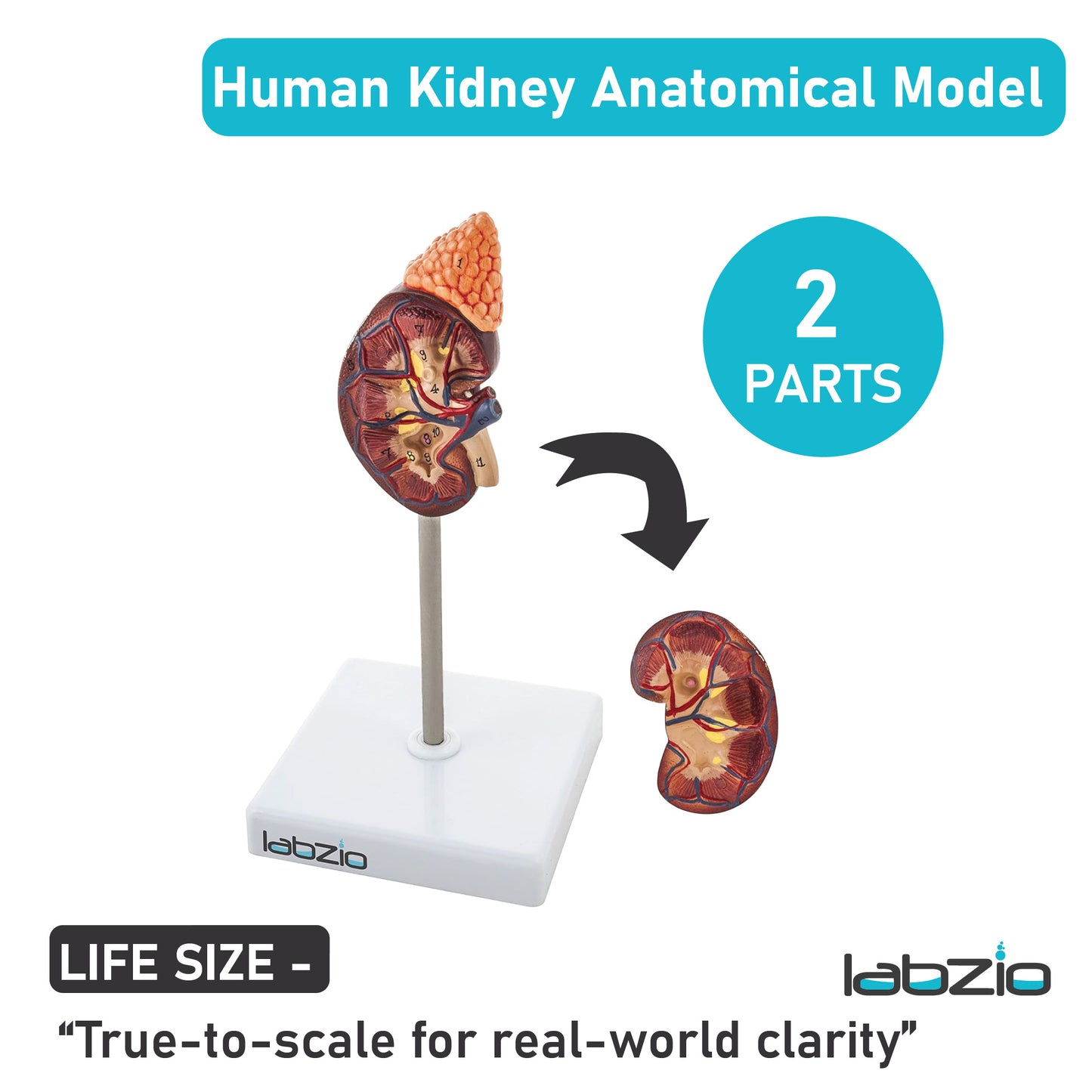 Labzio - Premium Human Kidney Model with Adrenal Gland – Dissectible Anatomical Model with Detailed Key Card for Education and Study