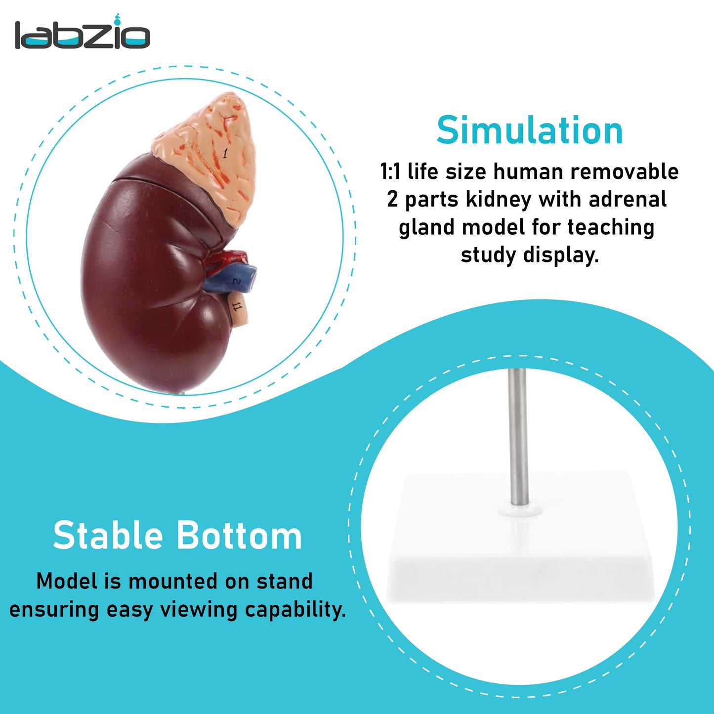 Labzio - Premium Human Kidney Model with Adrenal Gland – Dissectible Anatomical Model with Detailed Key Card for Education and Study
