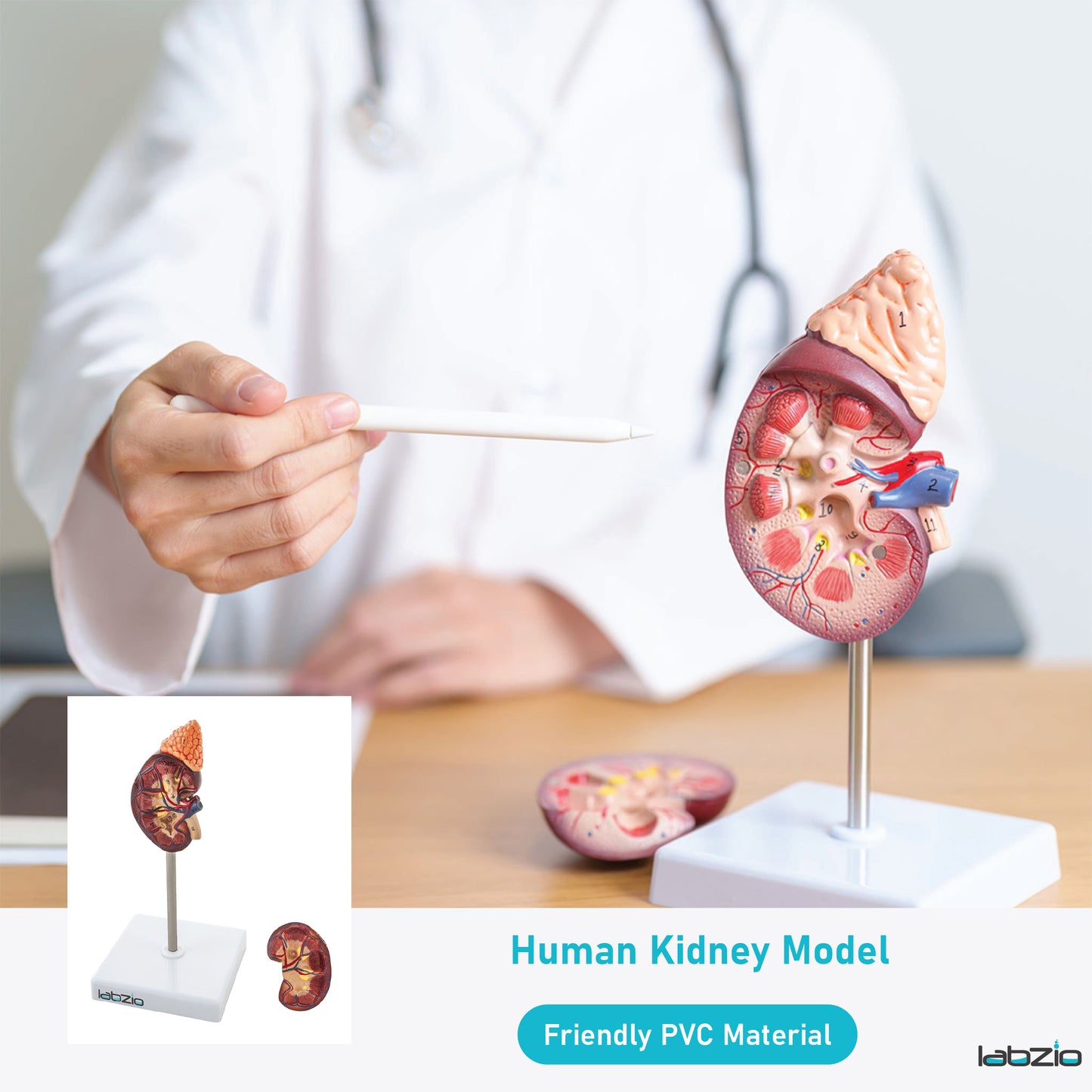 Labzio - Premium Human Kidney Model with Adrenal Gland – Dissectible Anatomical Model with Detailed Key Card for Education and Study