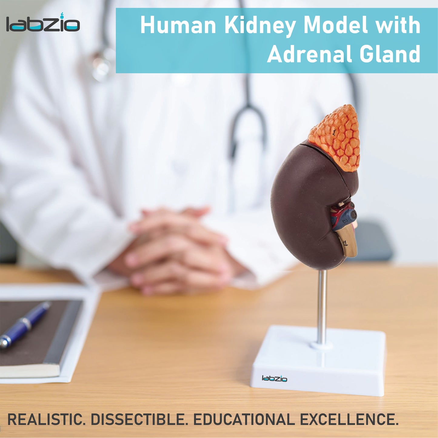 Labzio - Premium Human Kidney Model with Adrenal Gland – Dissectible Anatomical Model with Detailed Key Card for Education and Study