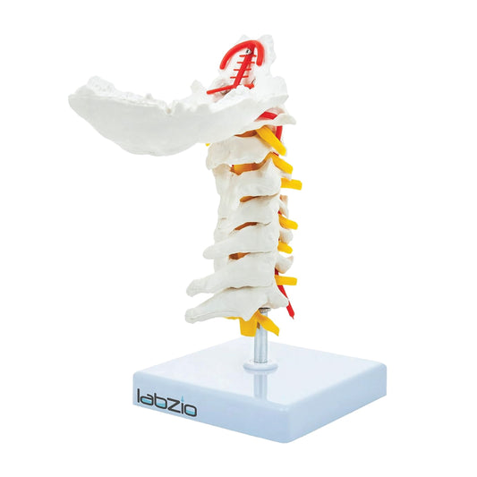Labzio - Premium Life Size Cervical Vertebrae Model with Occipital Bone, Nerve, and Spinal Cord – Premium Anatomical Educational Model for Medical Students and Professionals