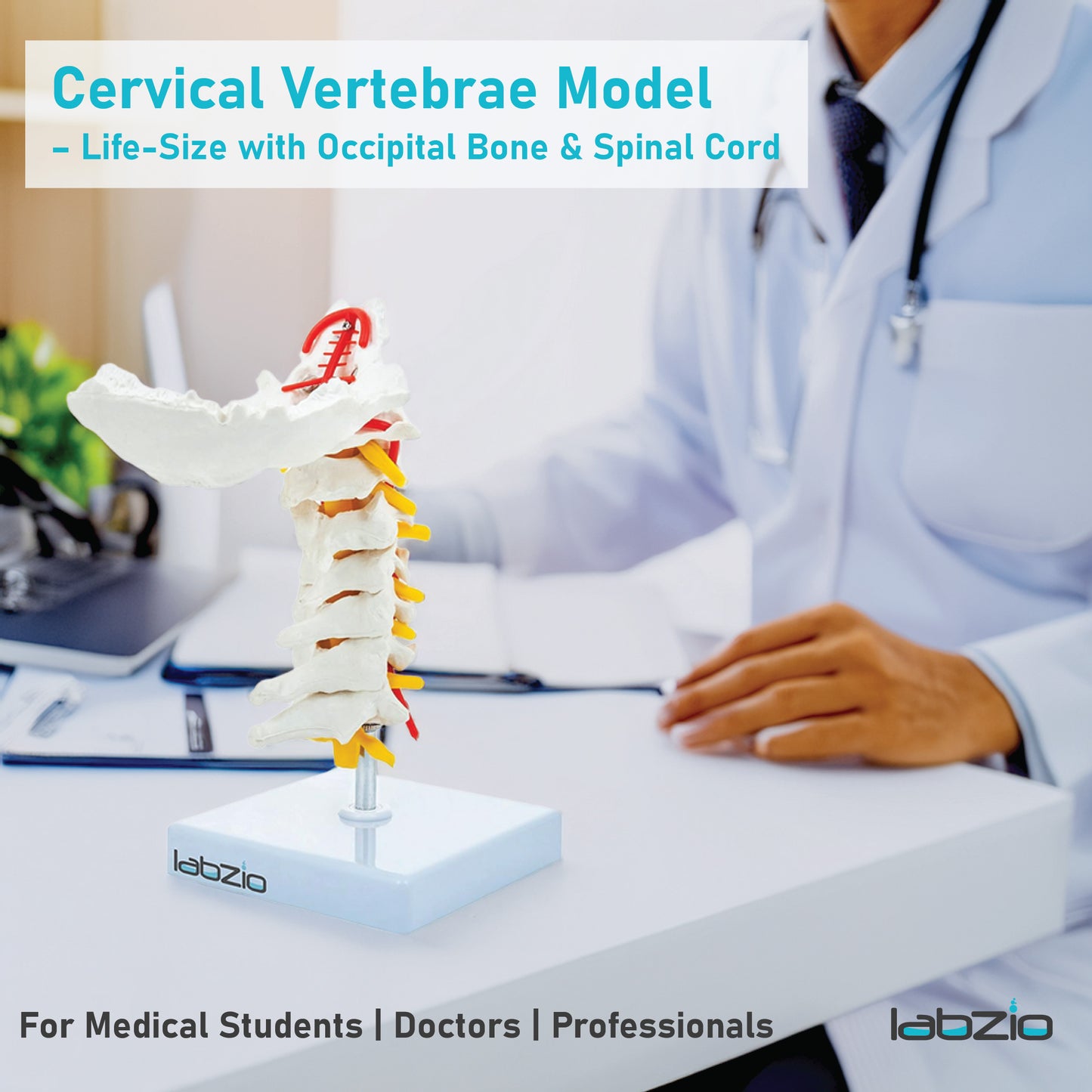 Labzio - Premium Life Size Cervical Vertebrae Model with Occipital Bone, Nerve, and Spinal Cord – Premium Anatomical Educational Model for Medical Students and Professionals