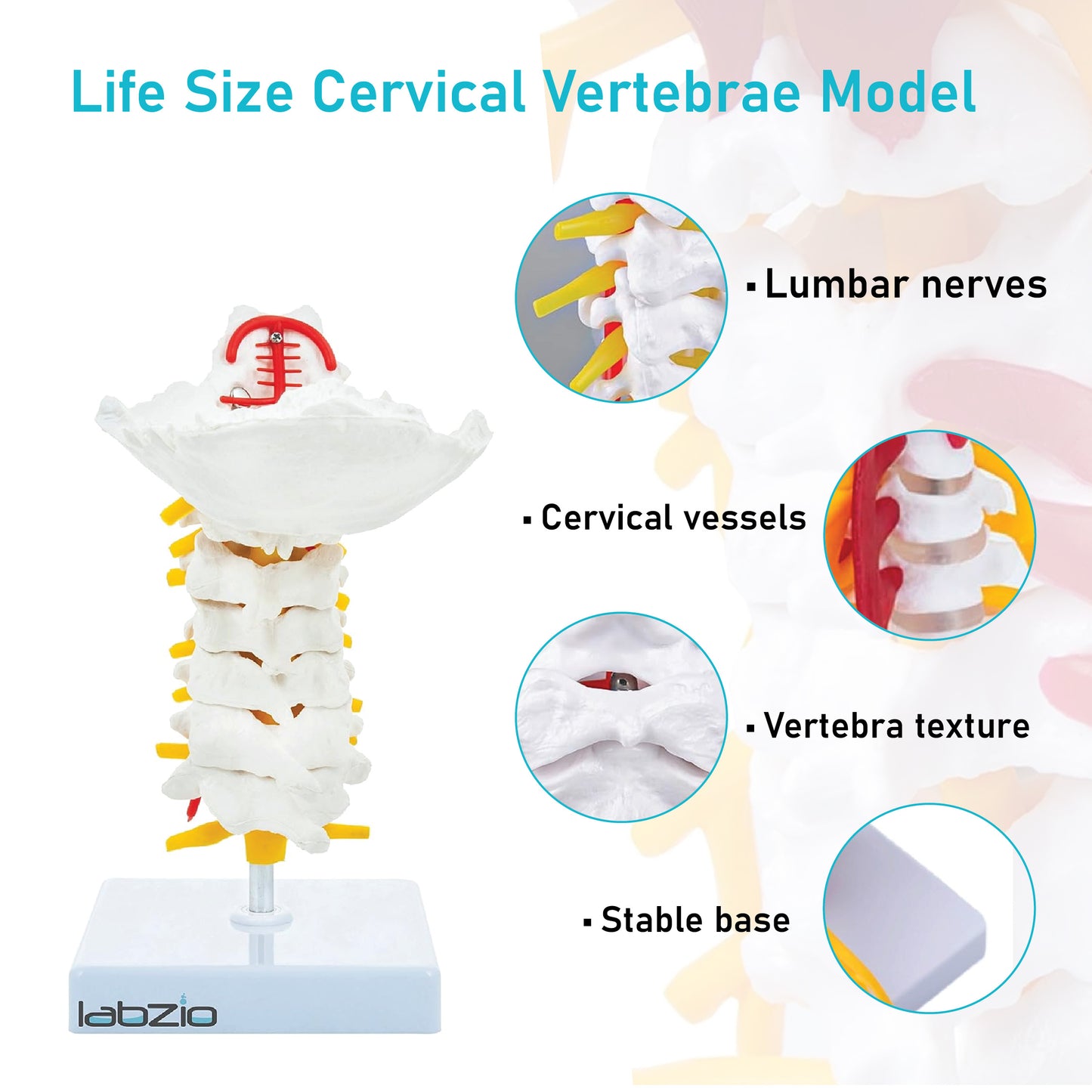 Labzio - Premium Life Size Cervical Vertebrae Model with Occipital Bone, Nerve, and Spinal Cord – Premium Anatomical Educational Model for Medical Students and Professionals