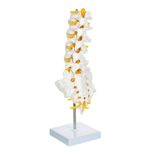 Labzio Premium Lumbar Vertebrae (L1-L5) with Sacrum Bone & Spinal Nerves - Premium Anatomical Model with Detailed Study Guide - Ideal for Medical Students, Educators, and Healthcare Professionals