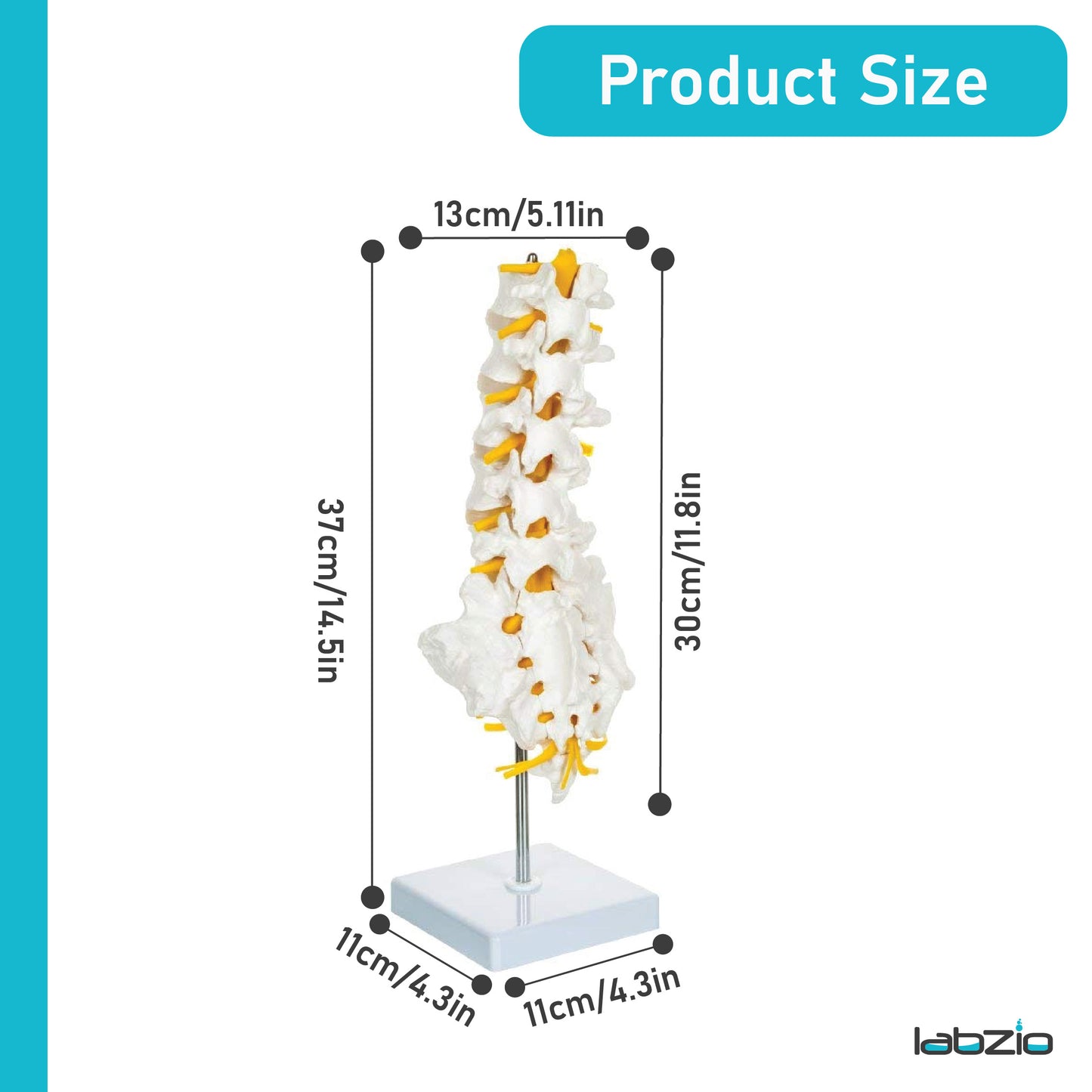 Labzio Premium Lumbar Vertebrae (L1-L5) with Sacrum Bone & Spinal Nerves - Premium Anatomical Model with Detailed Study Guide - Ideal for Medical Students, Educators, and Healthcare Professionals