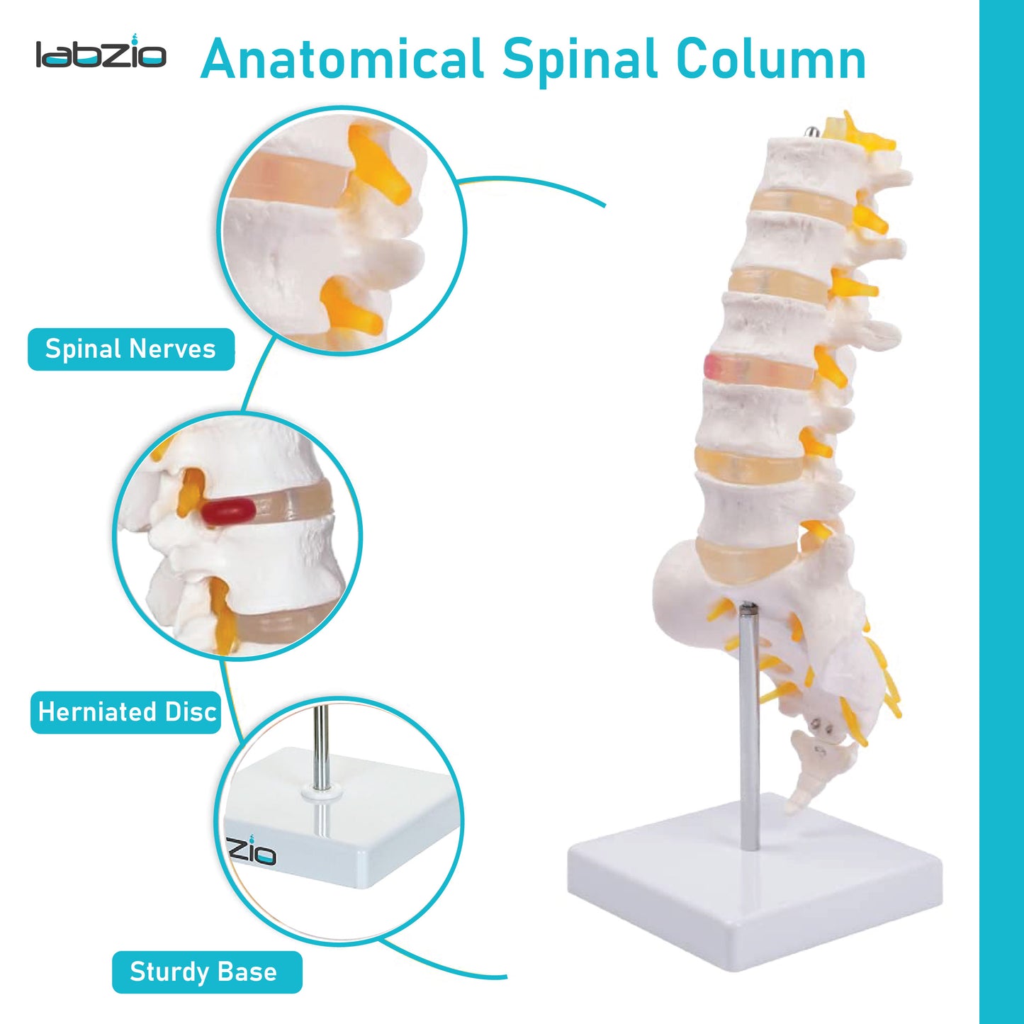 Labzio Premium Lumbar Vertebrae (L1-L5) with Sacrum Bone & Spinal Nerves - Premium Anatomical Model with Detailed Study Guide - Ideal for Medical Students, Educators, and Healthcare Professionals