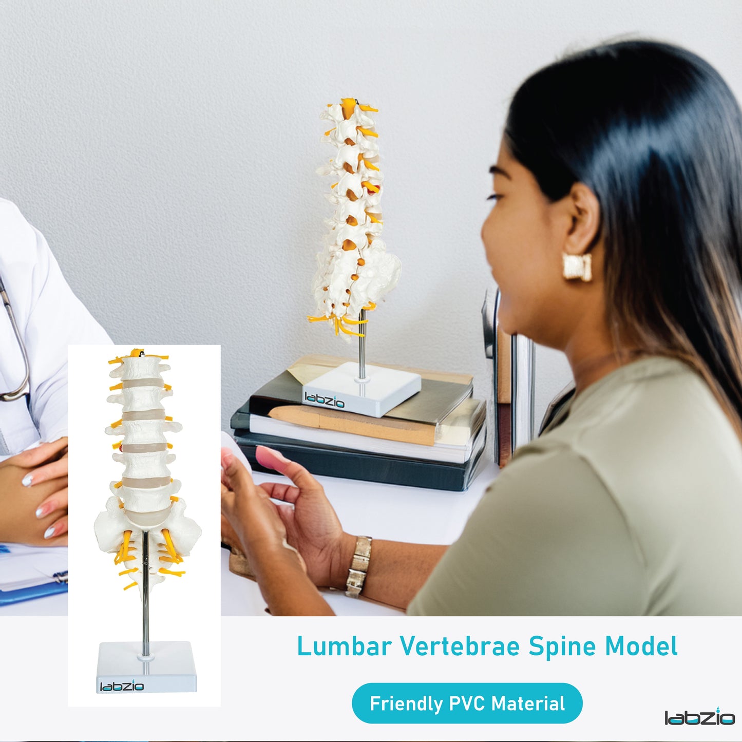 Labzio Premium Lumbar Vertebrae (L1-L5) with Sacrum Bone & Spinal Nerves - Premium Anatomical Model with Detailed Study Guide - Ideal for Medical Students, Educators, and Healthcare Professionals