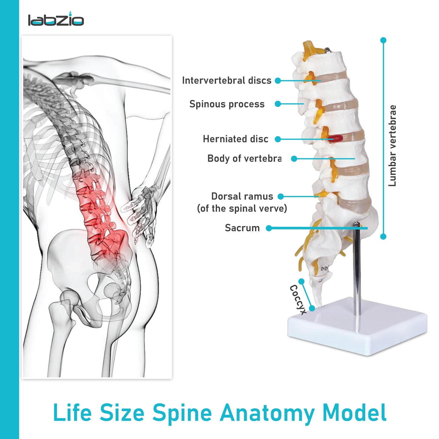 Labzio Premium Lumbar Vertebrae (L1-L5) with Sacrum Bone & Spinal Nerves - Premium Anatomical Model with Detailed Study Guide - Ideal for Medical Students, Educators, and Healthcare Professionals