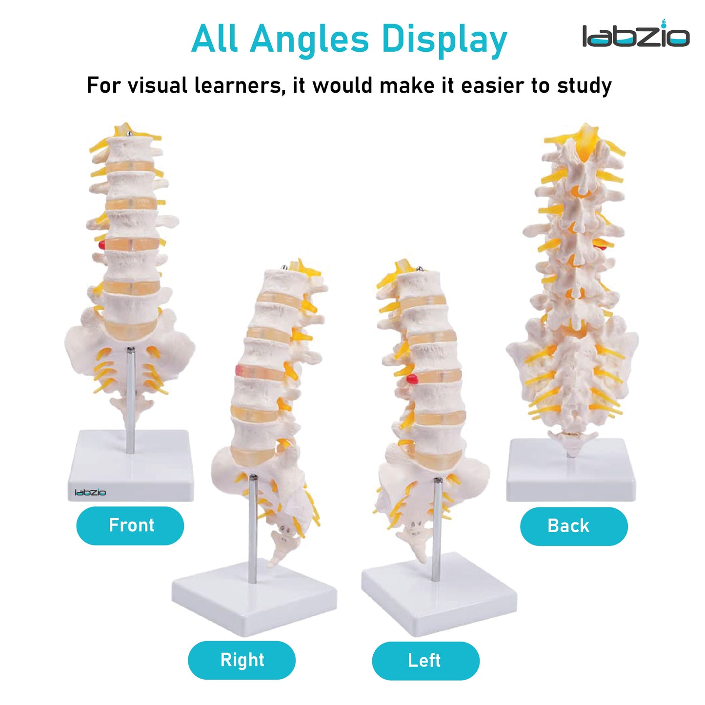 Labzio Premium Lumbar Vertebrae (L1-L5) with Sacrum Bone & Spinal Nerves - Premium Anatomical Model with Detailed Study Guide - Ideal for Medical Students, Educators, and Healthcare Professionals