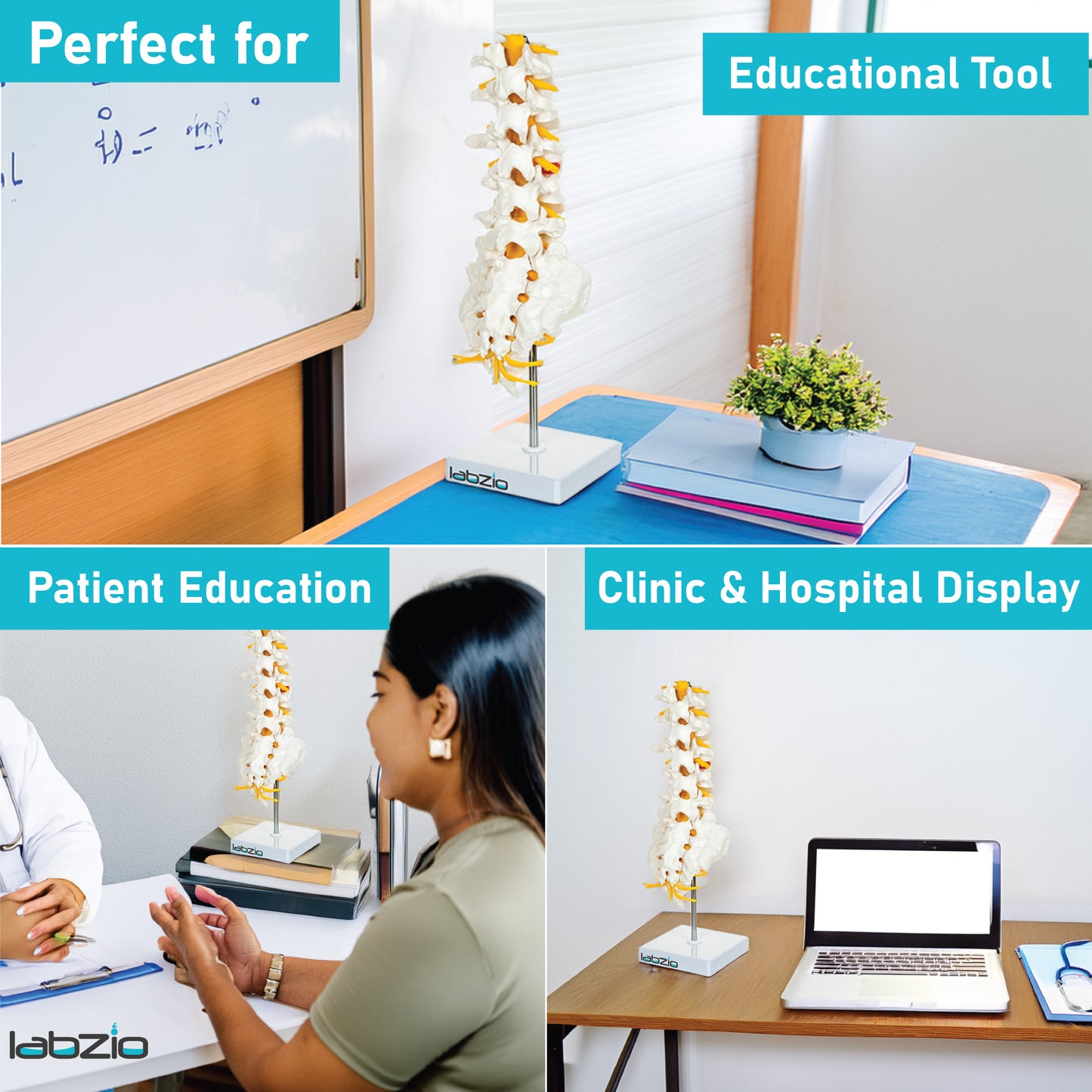 Labzio Premium Lumbar Vertebrae (L1-L5) with Sacrum Bone & Spinal Nerves - Premium Anatomical Model with Detailed Study Guide - Ideal for Medical Students, Educators, and Healthcare Professionals