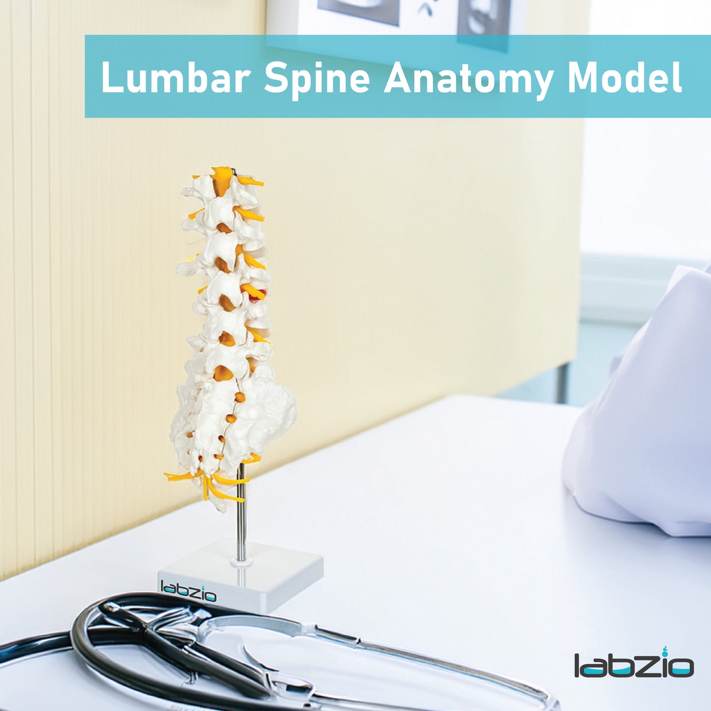 Labzio Premium Lumbar Vertebrae (L1-L5) with Sacrum Bone & Spinal Nerves - Premium Anatomical Model with Detailed Study Guide - Ideal for Medical Students, Educators, and Healthcare Professionals