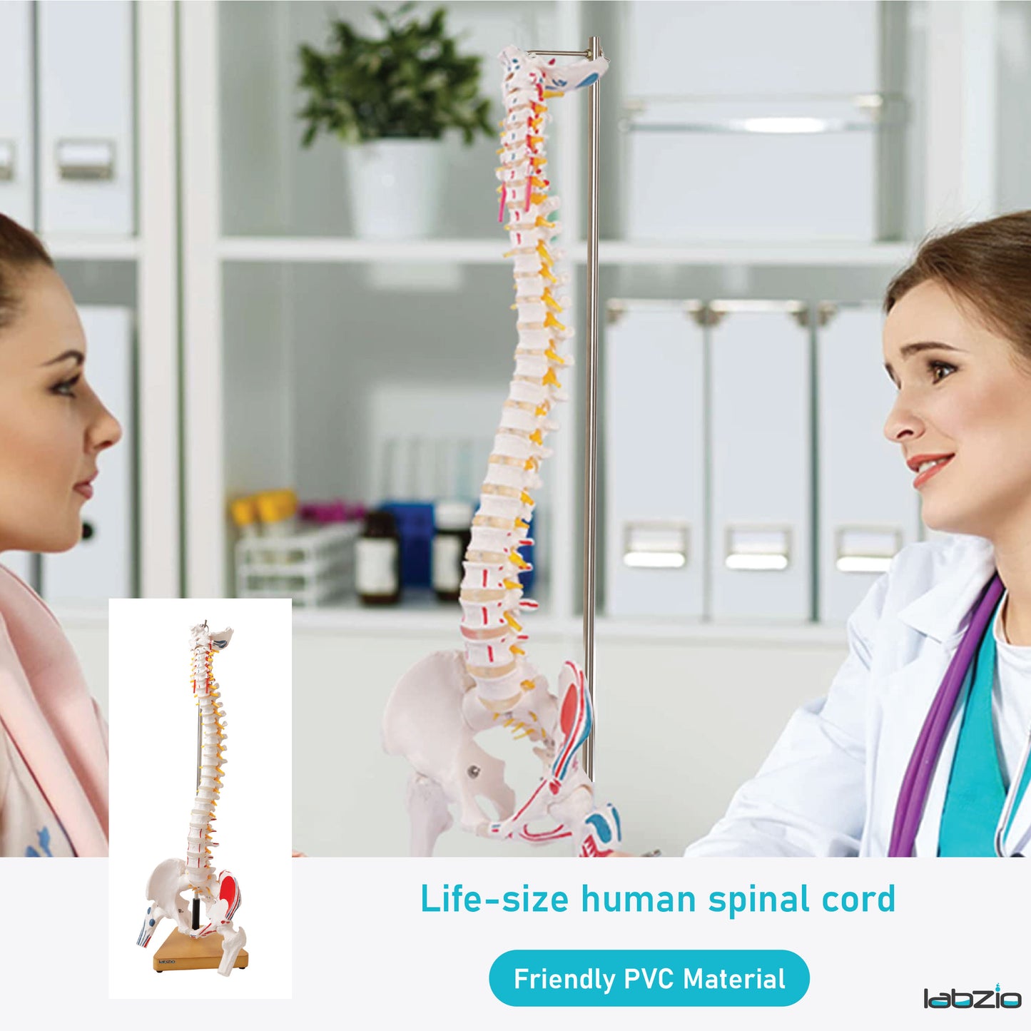Labzio Premium Life size Flexible Spinal Column with Femur Heads, Spinal Nerves, Painted Muscles, Occipital Plate, with a solid wooden base for better stability, 85 cm (34 inches)
