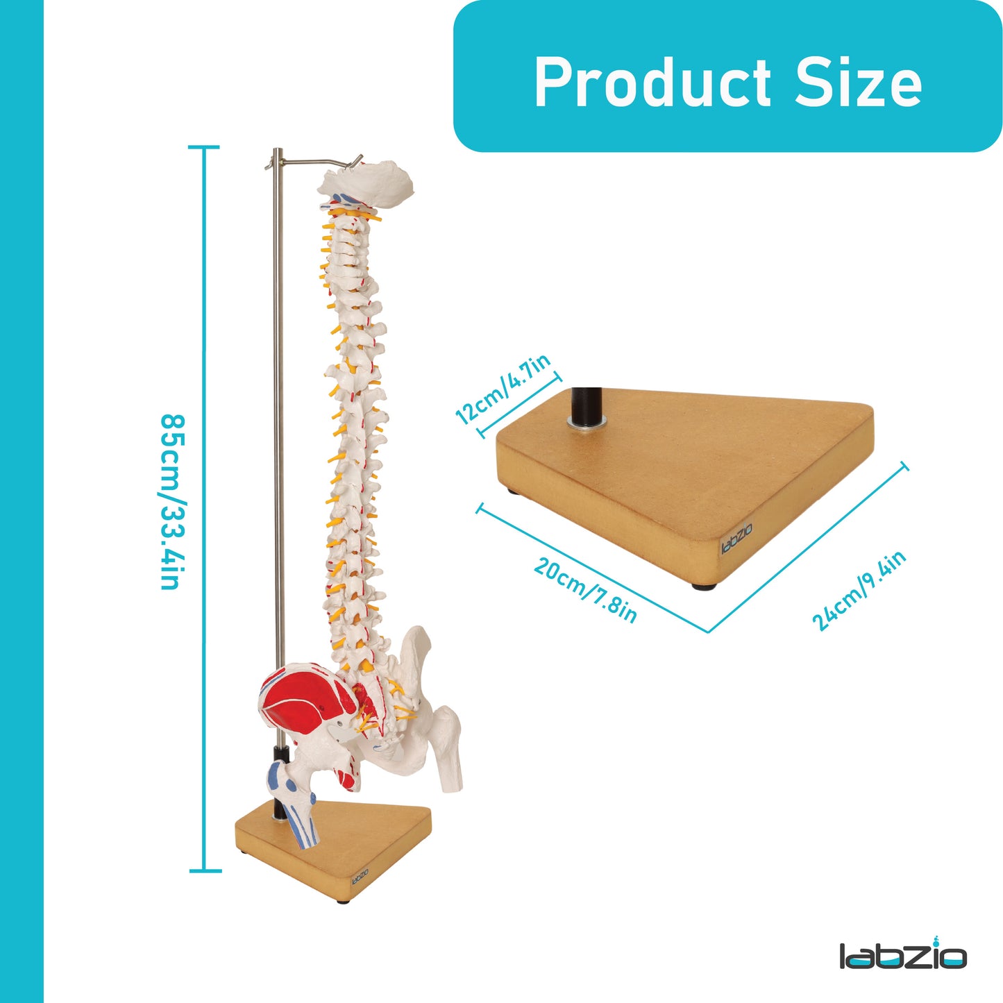 Labzio Premium Life size Flexible Spinal Column with Femur Heads, Spinal Nerves, Painted Muscles, Occipital Plate, with a solid wooden base for better stability, 85 cm (34 inches)