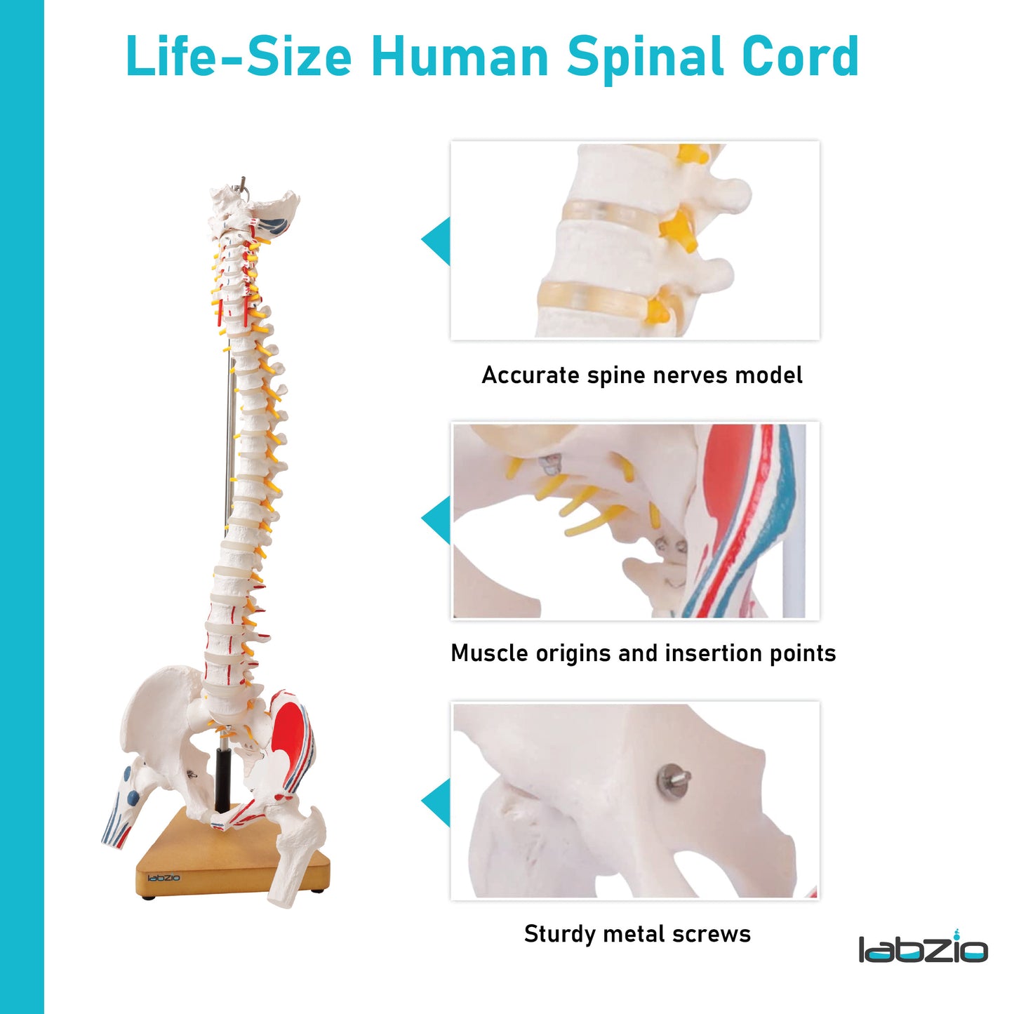 Labzio Premium Life size Flexible Spinal Column with Femur Heads, Spinal Nerves, Painted Muscles, Occipital Plate, with a solid wooden base for better stability, 85 cm (34 inches)