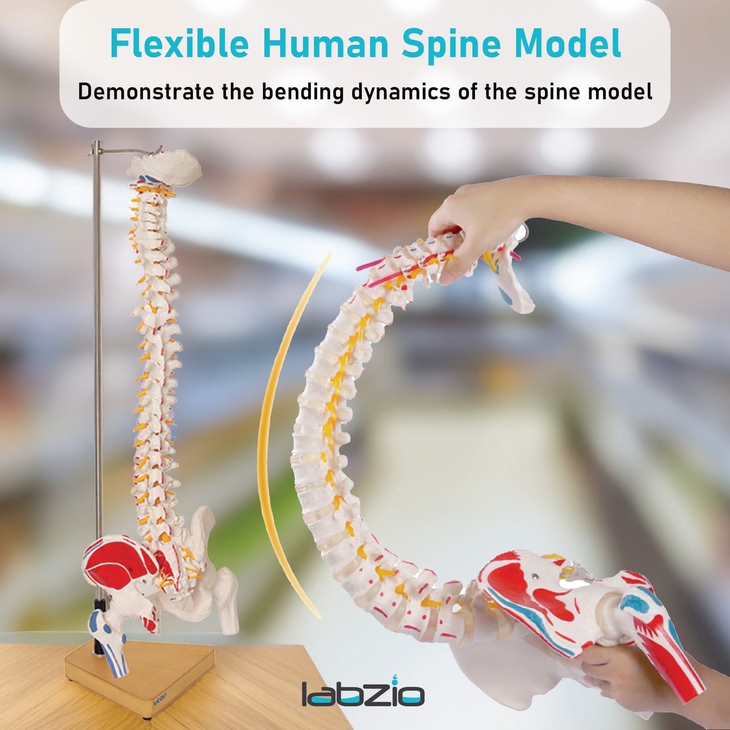 Labzio Premium Life size Flexible Spinal Column with Femur Heads, Spinal Nerves, Painted Muscles, Occipital Plate, with a solid wooden base for better stability, 85 cm (34 inches)