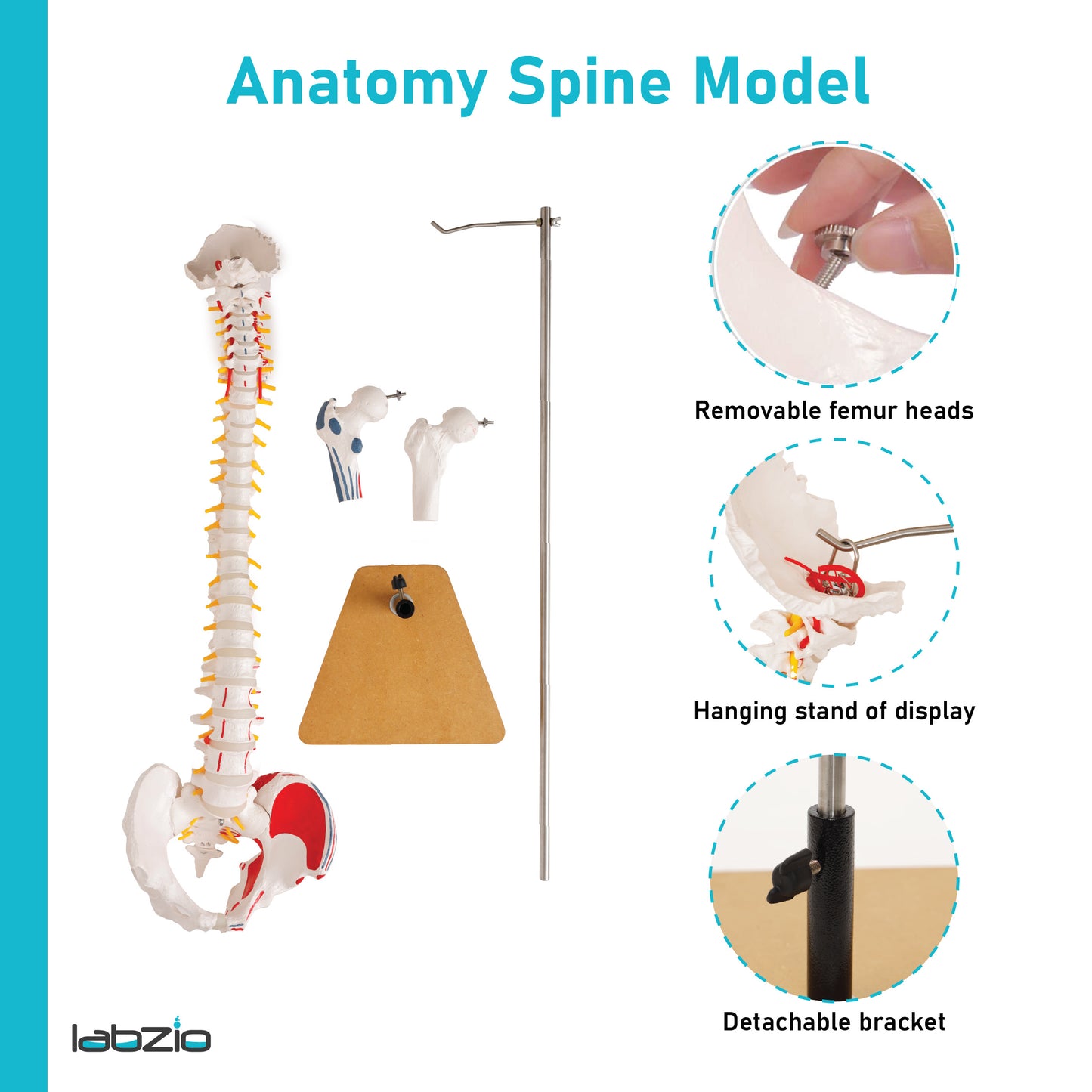 Labzio Premium Life size Flexible Spinal Column with Femur Heads, Spinal Nerves, Painted Muscles, Occipital Plate, with a solid wooden base for better stability, 85 cm (34 inches)