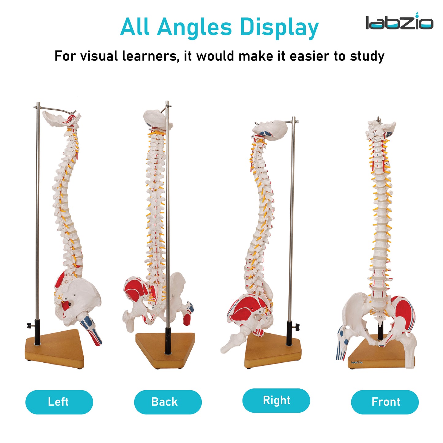 Labzio Premium Life size Flexible Spinal Column with Femur Heads, Spinal Nerves, Painted Muscles, Occipital Plate, with a solid wooden base for better stability, 85 cm (34 inches)