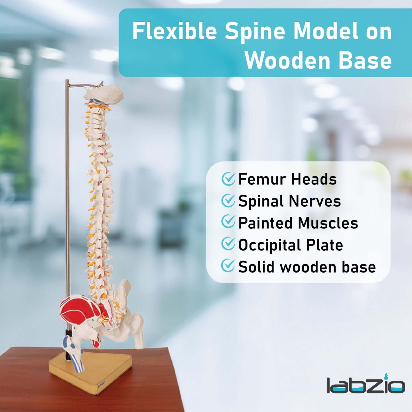 Labzio Premium Life size Flexible Spinal Column with Femur Heads, Spinal Nerves, Painted Muscles, Occipital Plate, with a solid wooden base for better stability, 85 cm (34 inches)