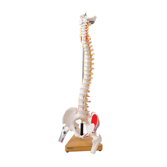 Labzio (34 inch) Life-Size Flexible Human Spine Model with Femur Heads, Spinal Nerves, Painted Muscles & Occipital Plate, 85cm – Includes Sturdy Wooden Base for Stability – Anatomical Model