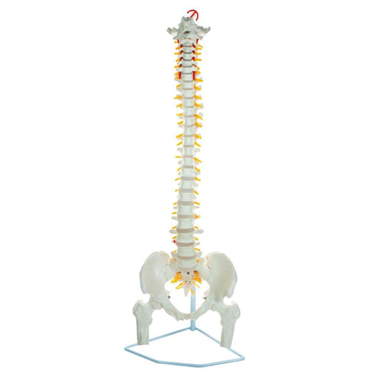 Labzio - Life Size 85 CM Flexible Spinal Column with Femur Heads, Showing Spinal Nerves and Occipital Plate, Medical Anatomical Model, Perfect for Orthopedics, Ideal for Doctors