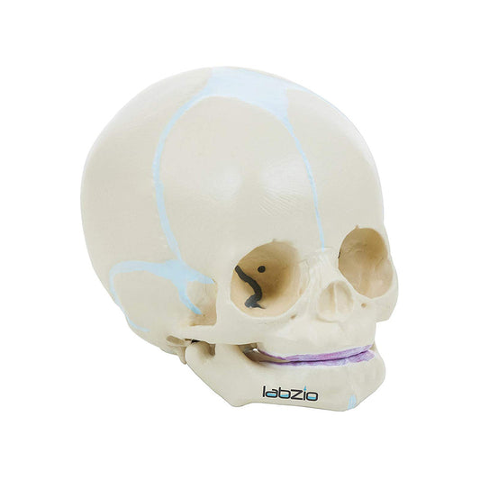 LABZIO Fetal Skull Model | Life-Size 3-Part Anatomical Micro Skull for Medical Study & Student Learning | Premium Skeleton Head with Articulating Jaw | Easy to Carry & Durable