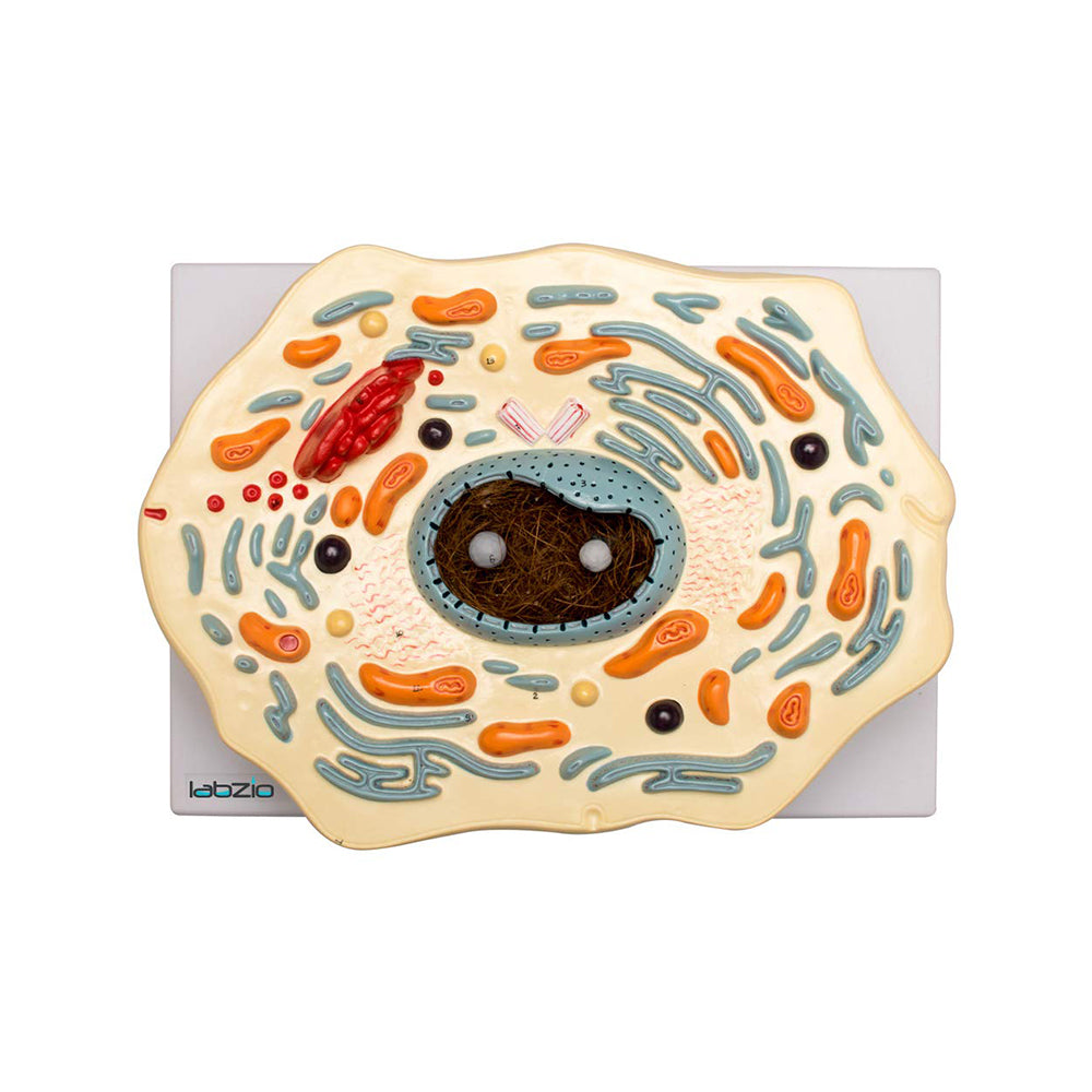 Labzio - Animal Cell Model, 2000X Enlarged