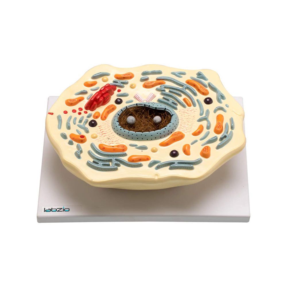 Labzio - Animal Cell Model, 2000X Enlarged