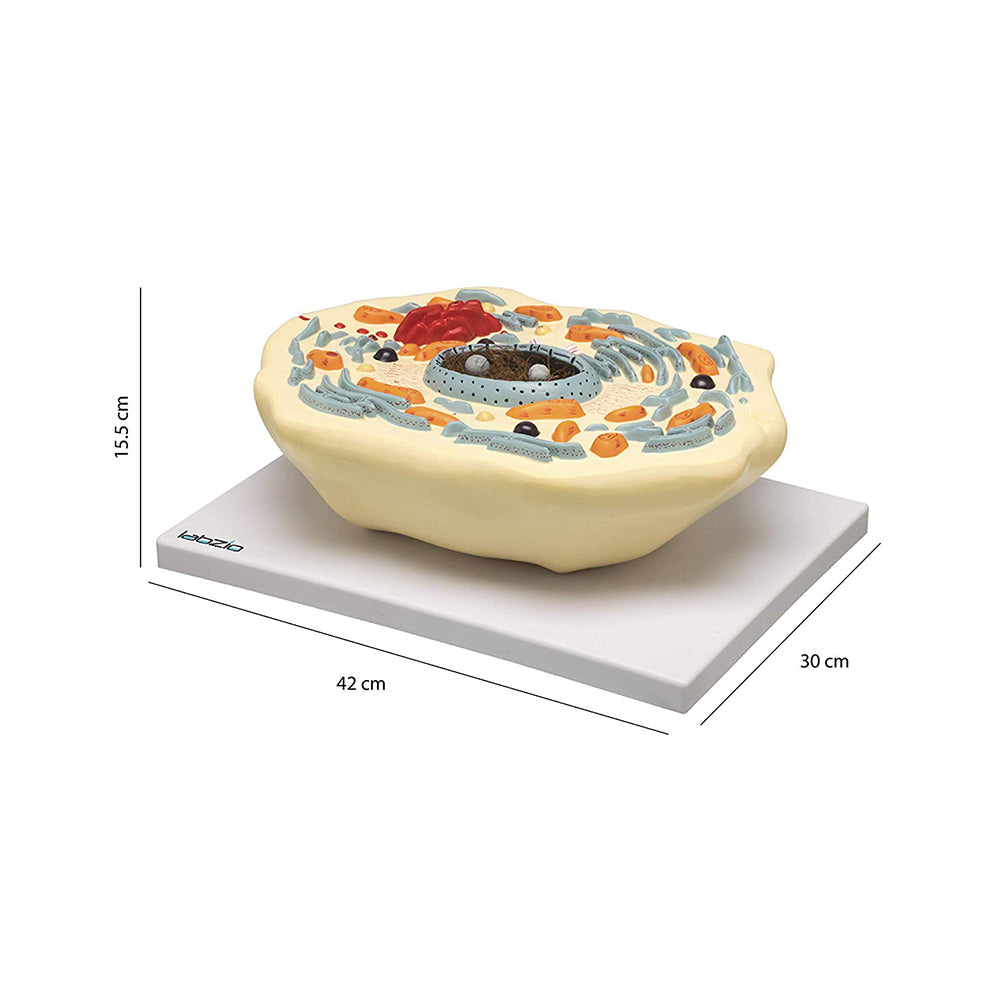 Labzio - Animal Cell Model, 2000X Enlarged