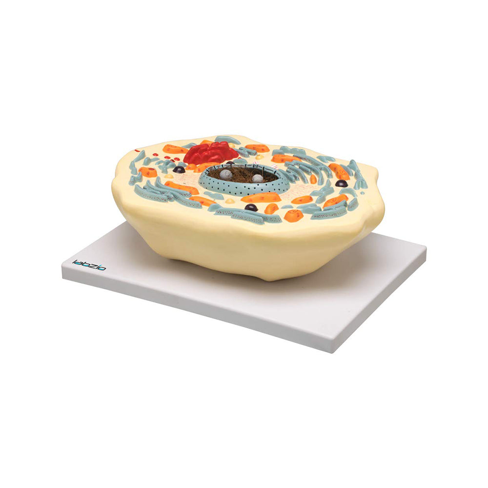 Labzio - Animal Cell Model, 2000X Enlarged
