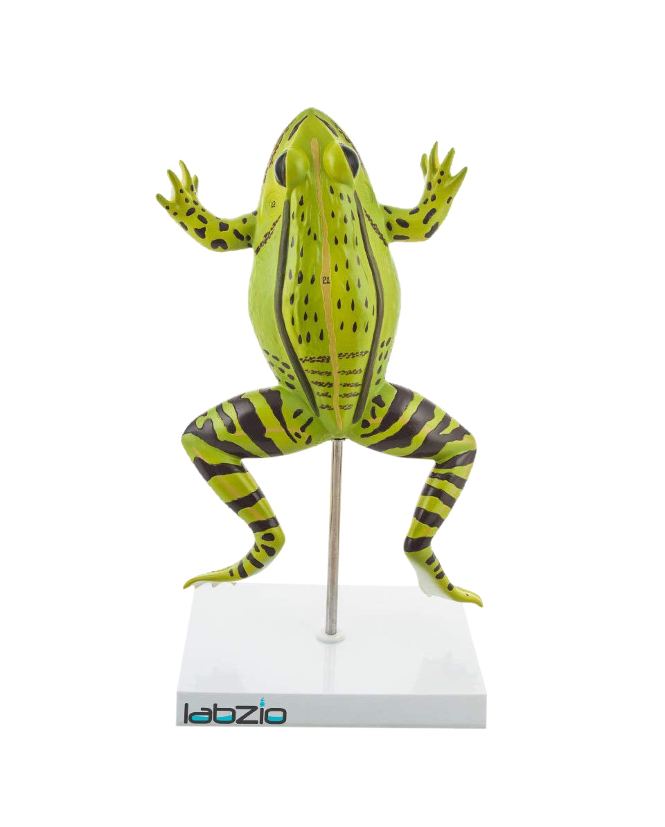 LABZIO Plastic Frog Dissection Model - 5 Parts, Enlarged 3X with Detailed Study Guide - Educational Kit for Biology and Anatomy,green