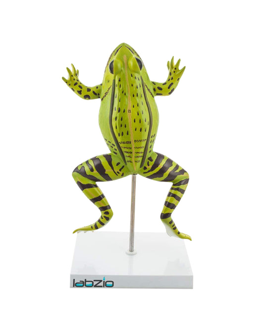 LABZIO Plastic Frog Dissection Model - 5 Parts, Enlarged 3X with Detailed Study Guide - Educational Kit for Biology and Anatomy,green