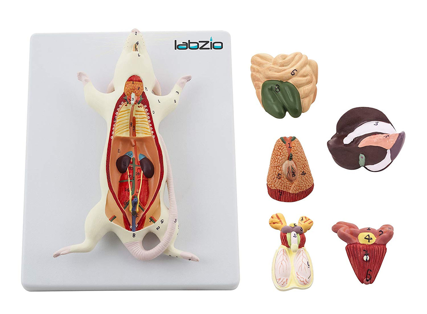 LABZIO - Plastic Rat Dissection Model, Natural Size, 6 Removable Parts, On Base, With Detailed Study Guide, Multi
