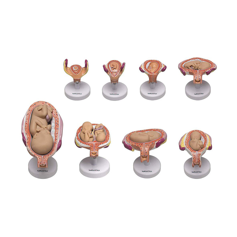 LABZIO Human Embryo To Fetus Development Stage Anatomical Model, 8 Parts, Each on separate Stand, Natural Size