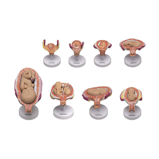 LABZIO Human Embryo To Fetus Development Stage Anatomical Model, 8 Parts, Each on separate Stand, Natural Size