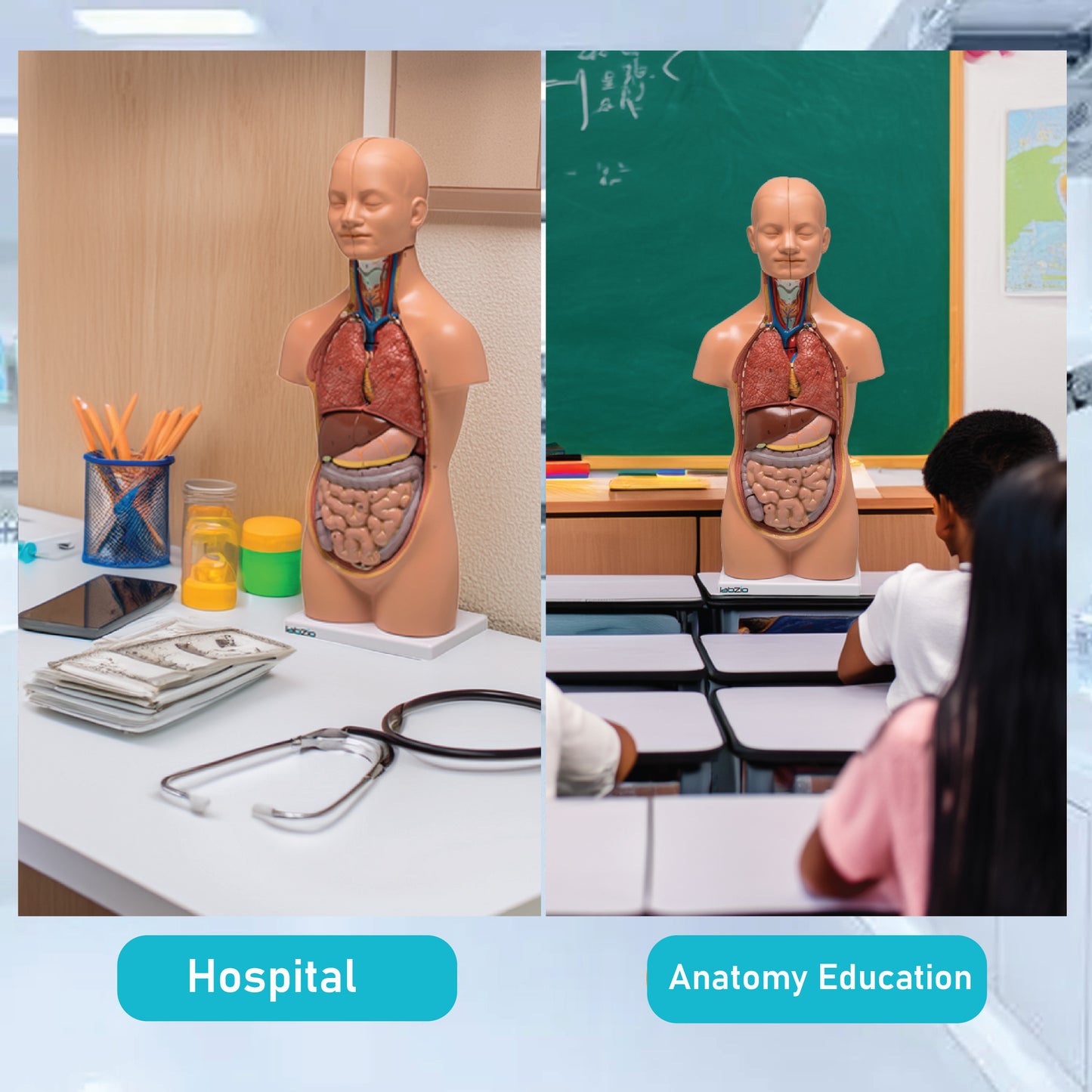 LABZIO Mini Human Torso Anatomical Model – 50cm Medical Science Body Model with 12 Removable Organs, Base & Key Card for Doctor Training, Biology Lab, Physiology Study, Classroom & Home Learning