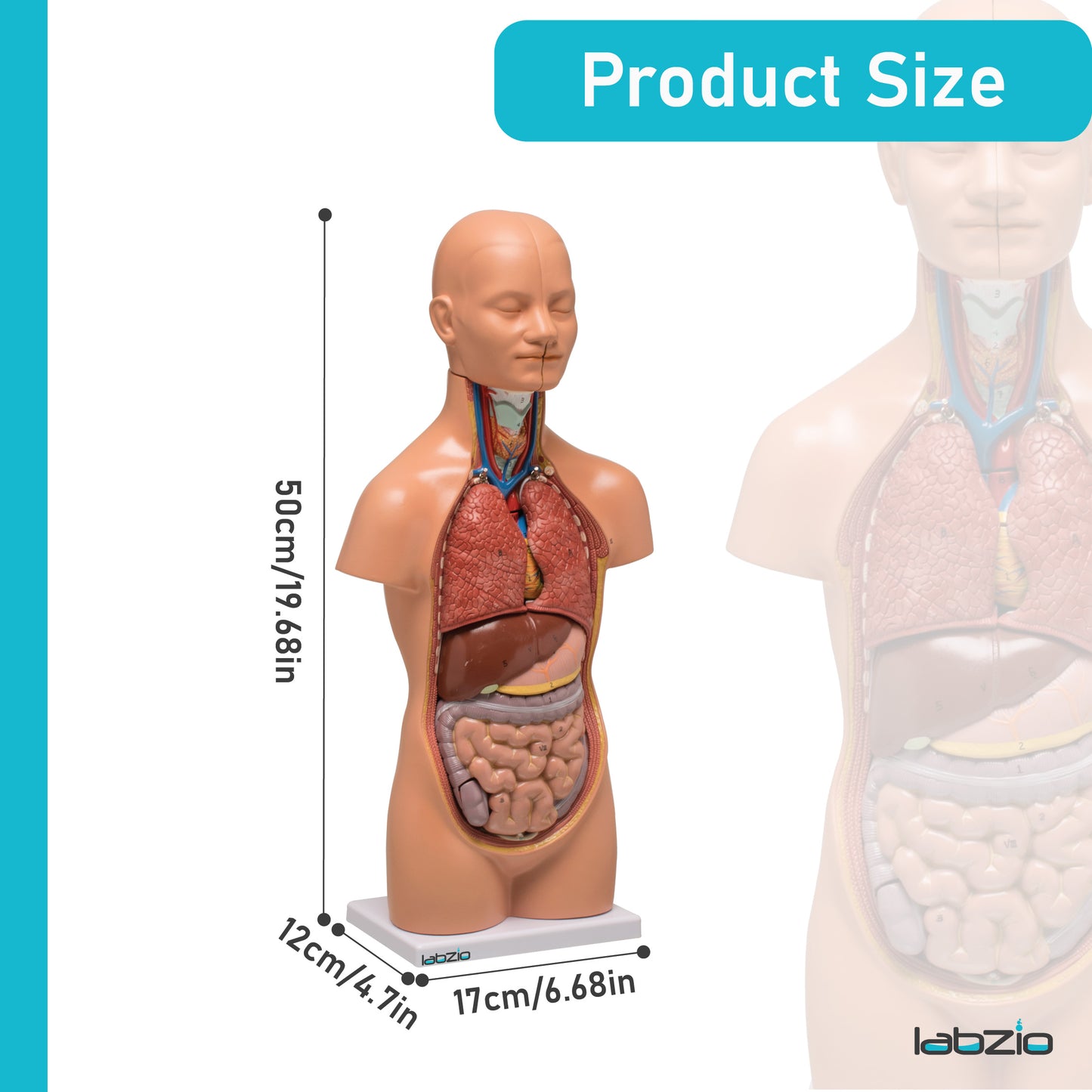 LABZIO Mini Human Torso Anatomical Model – 50cm Medical Science Body Model with 12 Removable Organs, Base & Key Card for Doctor Training, Biology Lab, Physiology Study, Classroom & Home Learning