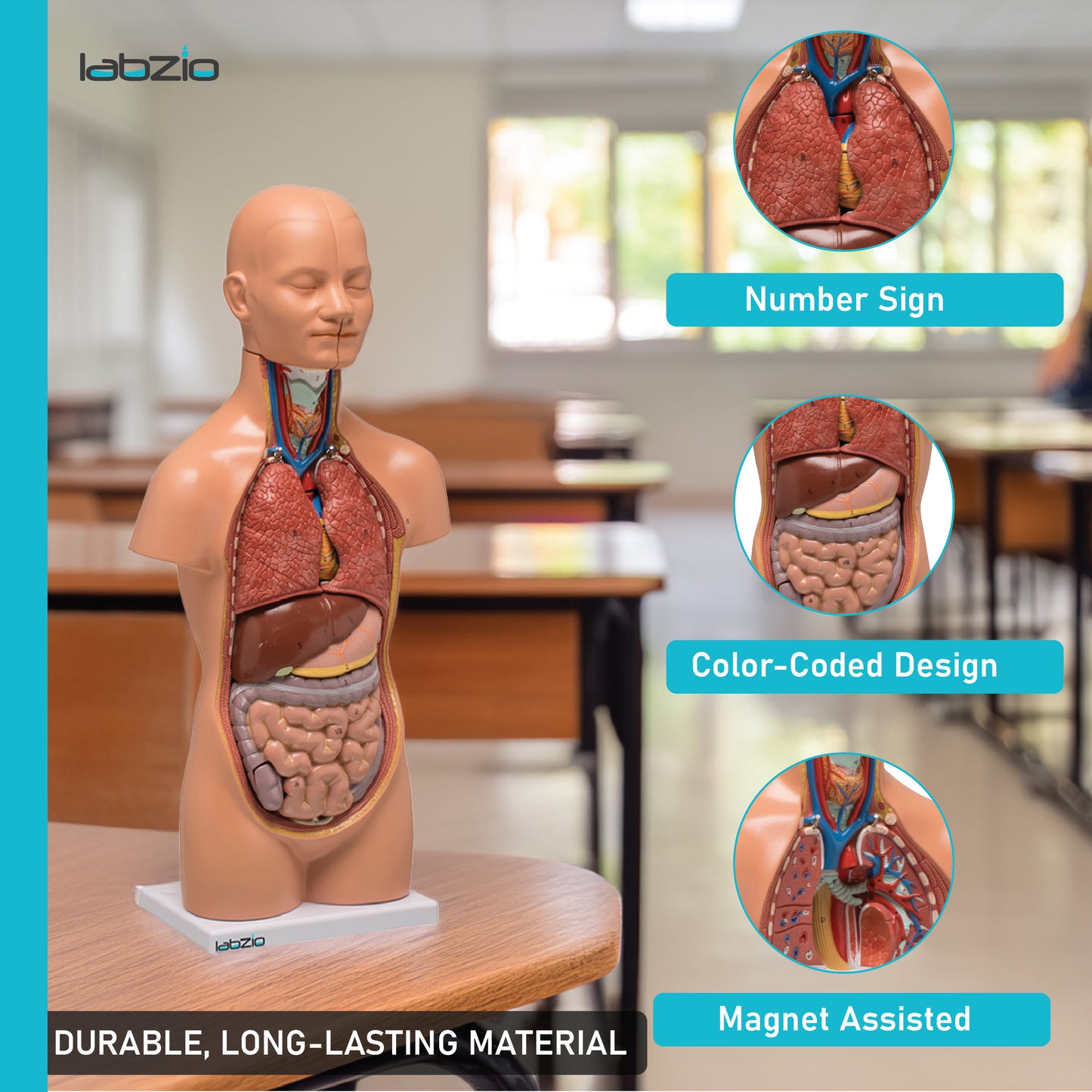 LABZIO Mini Human Torso Anatomical Model – 50cm Medical Science Body Model with 12 Removable Organs, Base & Key Card for Doctor Training, Biology Lab, Physiology Study, Classroom & Home Learning