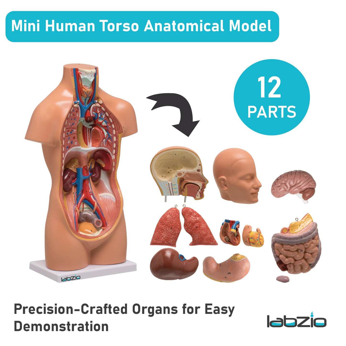 LABZIO Mini Human Torso Anatomical Model – 50cm Medical Science Body Model with 12 Removable Organs, Base & Key Card for Doctor Training, Biology Lab, Physiology Study, Classroom & Home Learning