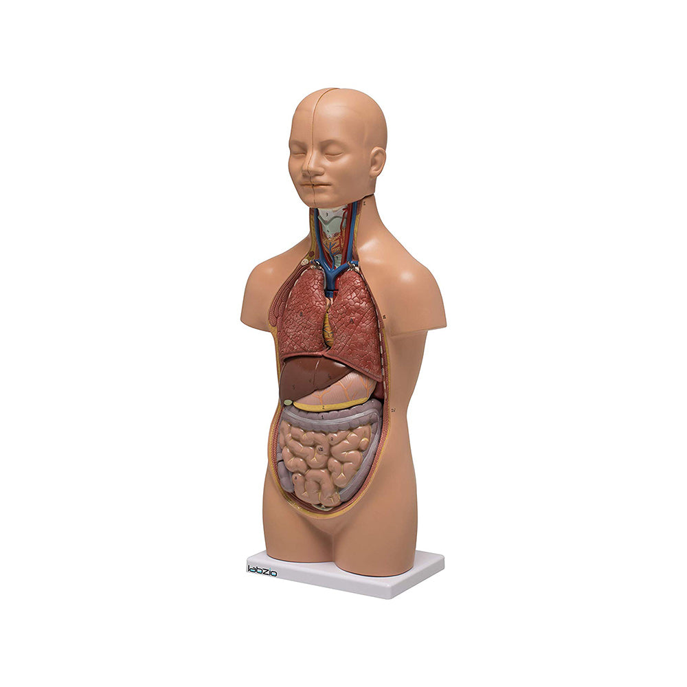 LABZIO Mini Human Torso Anatomical Model – 50cm Medical Science Body Model with 12 Removable Organs, Base & Key Card for Doctor Training, Biology Lab, Physiology Study, Classroom & Home Learning